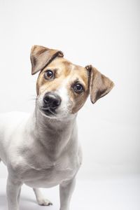 vertical-shot-curious-jack-russell-terrier